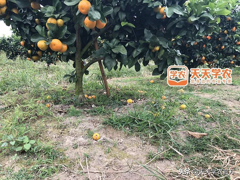金秋砂糖桔的缺点,今年的金秋砂糖橘