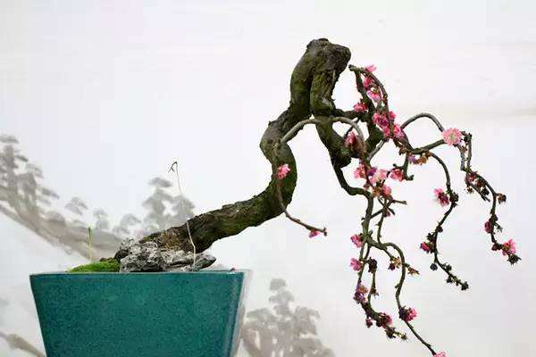 梅花常见病害有哪些,盆栽梅花常见病害