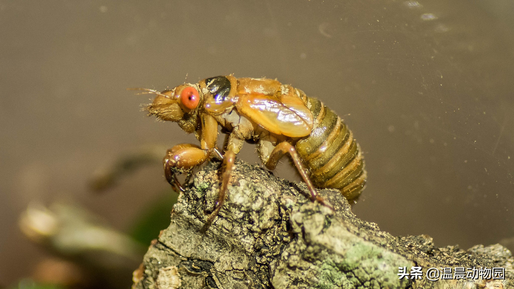可怕的虫子科普知识,揭秘各种虫子