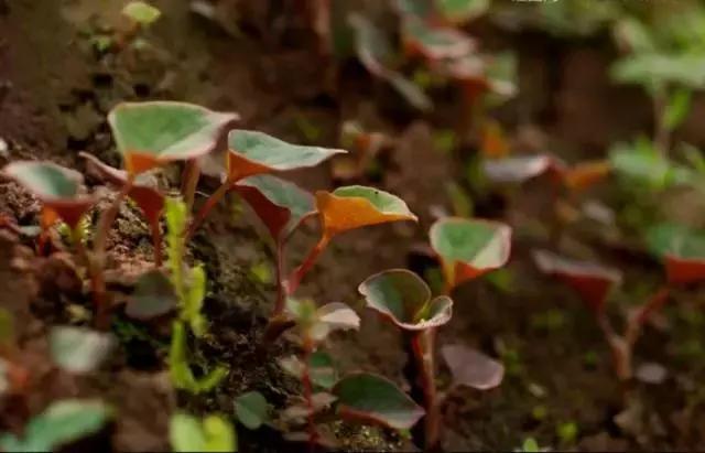 贵阳不光是辣味的,还有一种味道叫折耳根!