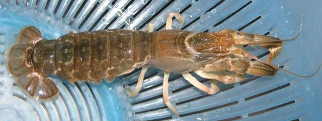 虾说,这是一篇让你不仅会吃,还会认……一文解决“虾”认识