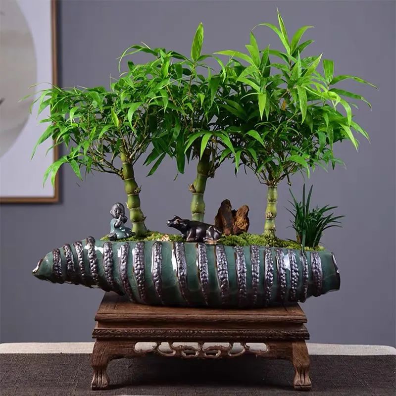 寓意好富贵竹,寓意好的竹子盆栽