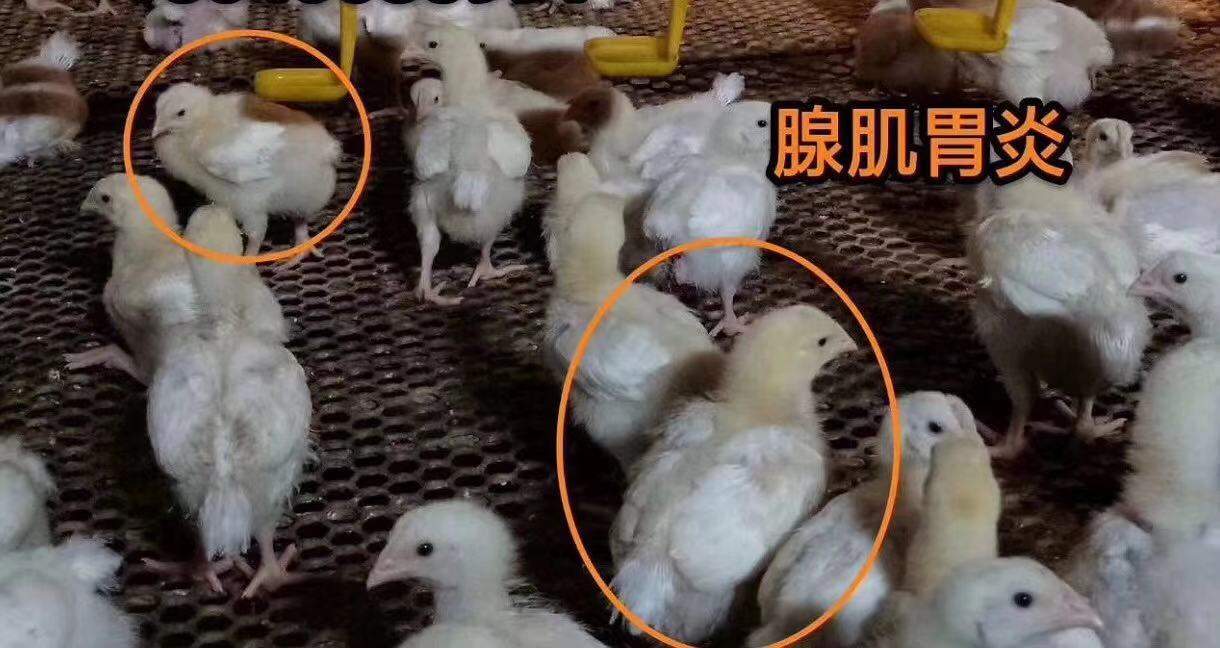 鸡状态不佳是什么原因,为什么鸡长不大