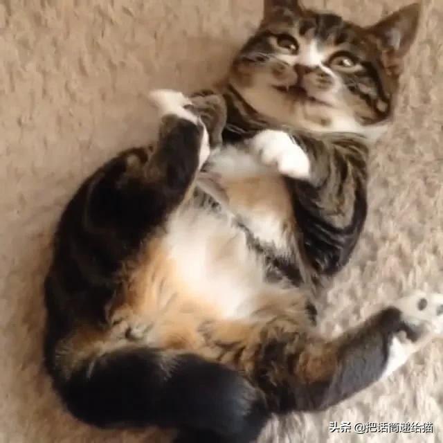 猫兄妹可爱视频,矮脚猫兄妹