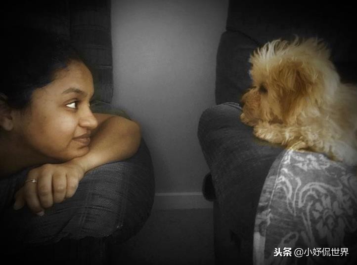 能闻到狗狗的体香,狗狗有哪些东西不能闻