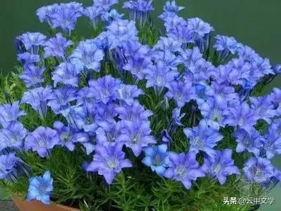 花语大全100种花图片,100种花的花语太全了