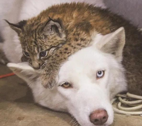 想养猫又怕被猫抓,俄罗斯养猞猁