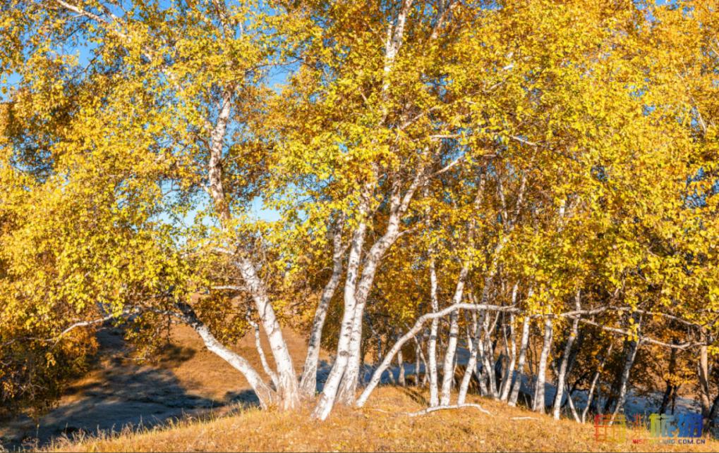 一到秋天,这里就美成了金色天堂!全世界独一份!