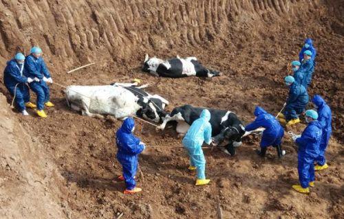 肉牛前胃弛缓不反刍,肉牛不吃食的原因及治疗方法