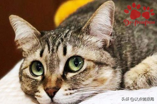 猫咪爪爪博士体内驱虫,快速看出猫咪怀孕有什么症状表现