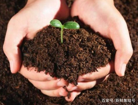 自制盆栽土壤怎么处理,家里盆栽用营养土养好吗