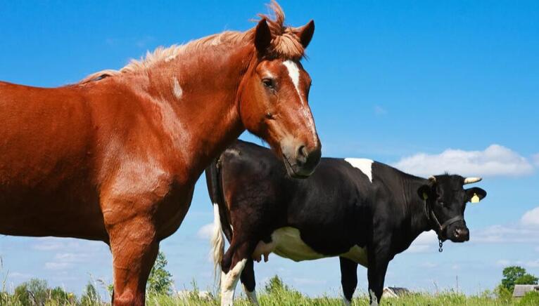马肉和骡子肉为啥没人吃,为什么都吃牛肉不吃马肉