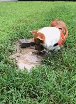 养宠物的本质是让人有优越感,每天养一种宠物的感觉是什么感觉