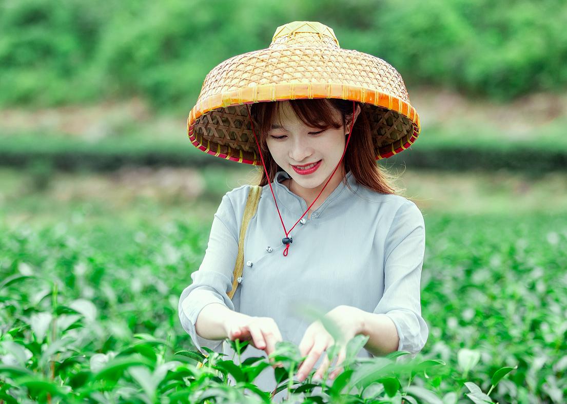 惠东县横坑五指嶂茶叶,横坑五指嶂价格
