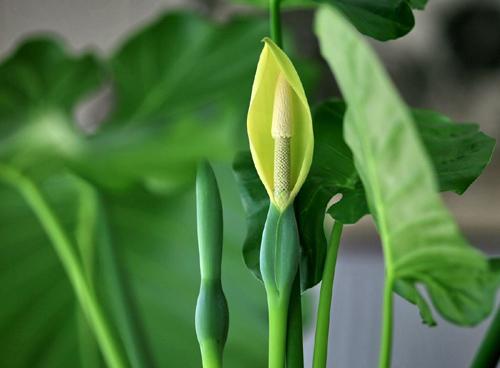 滴水观音冬天能冻死吗,滴水观音冬天多久浇一次水