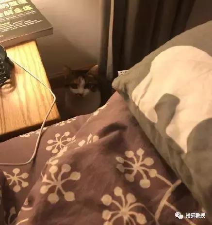 猫咪的怪癖铲屎官你们都知道吗,铲屎官养的猫咪有多厉害