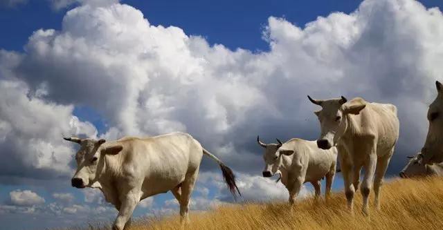 世界顶级牛肉是什么牛,世界最顶级的牛肉视频