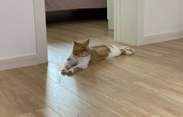 6种木地板,网红原木风木地板推荐