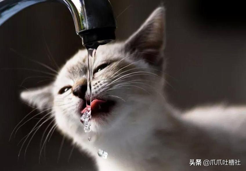 猫咪得了糖尿病,怎么办?给它喝点“糖盐水”