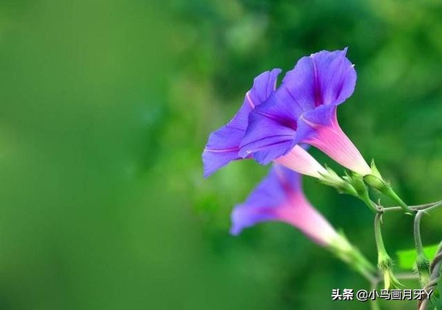 千字文全文注音版,千字文注音逐句解释