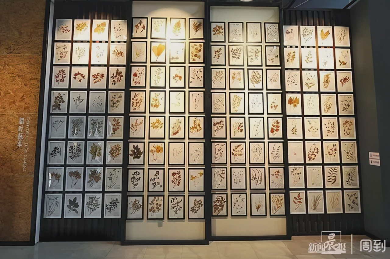 上海近现代中医药博物馆,上海中医药博物馆历史