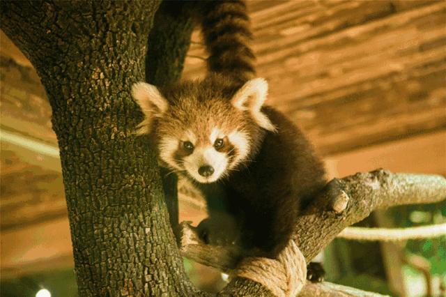 儿童玩的遛娃好去处,有动物的溜娃好去处