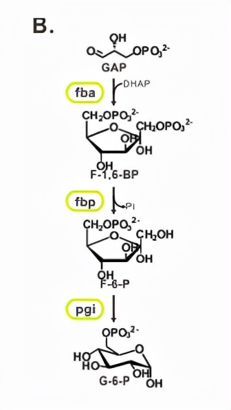 二氧化碳合成淀粉路径,从二氧化碳人工合成淀粉靠谱吗