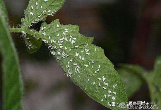 西红柿叶子上有黑色小飞虫怎么办,西红柿叶子上有小白蛾怎么办