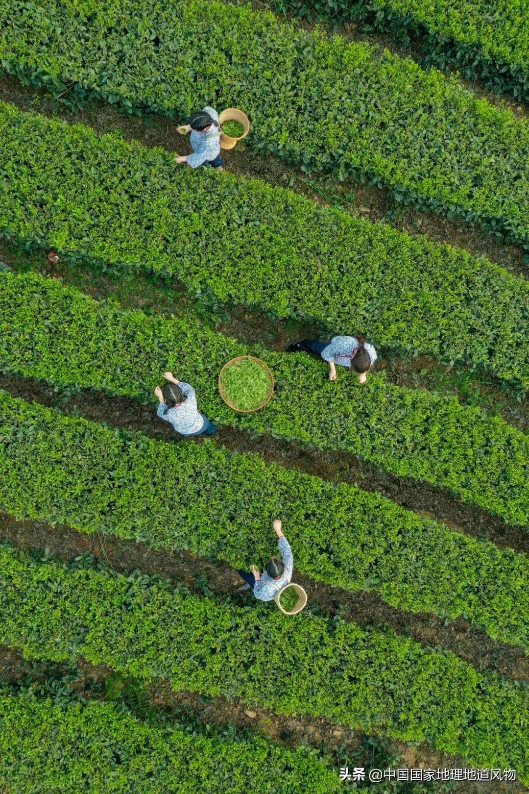 何为绿茶音乐,何为绿茶什么意思