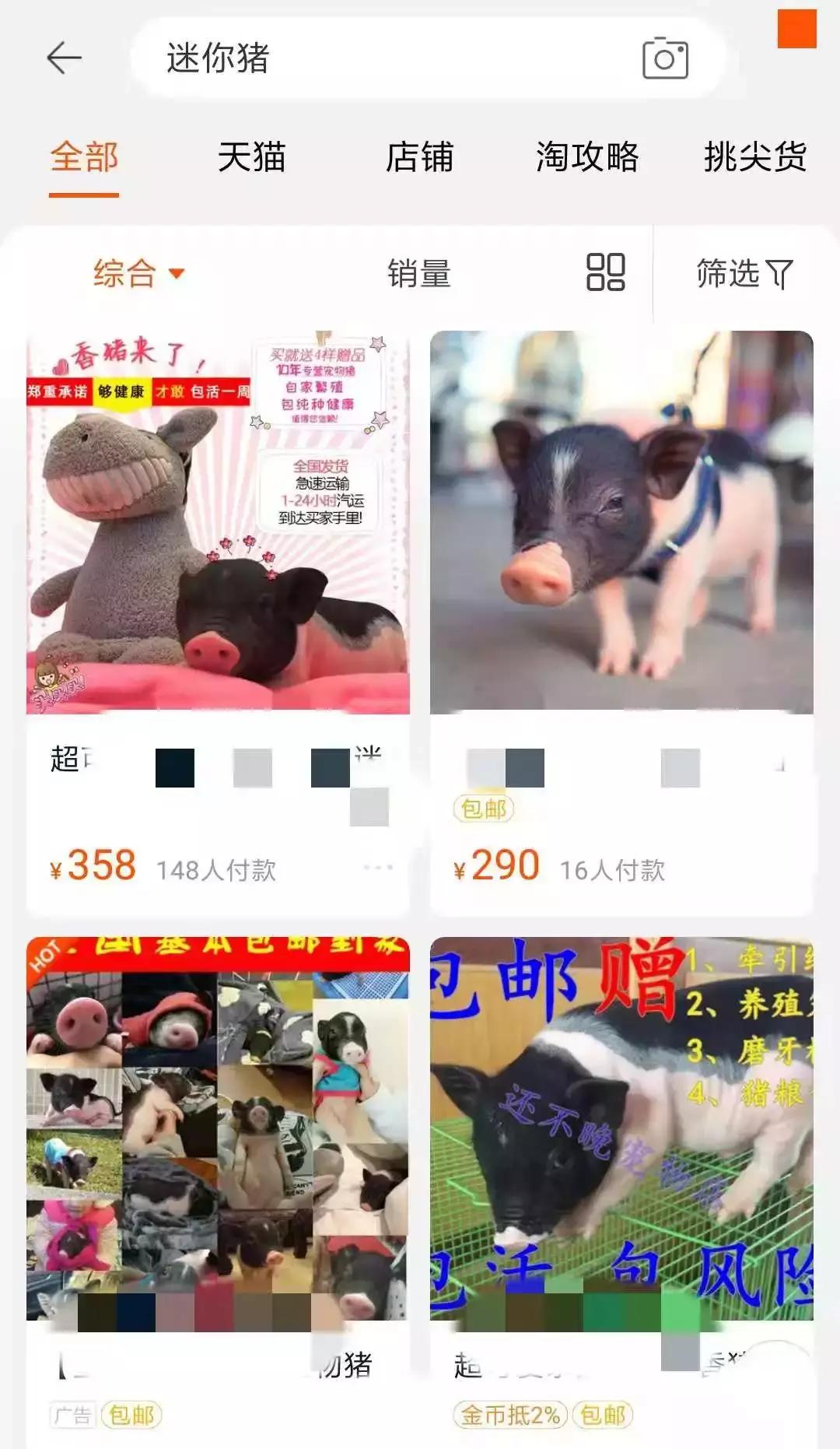 宠物猪被坑了,宠物猪养不大被坑