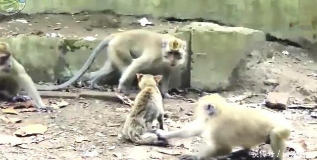 母猫钻到黑的地方是要生了吗,母猫掉进猫窝里