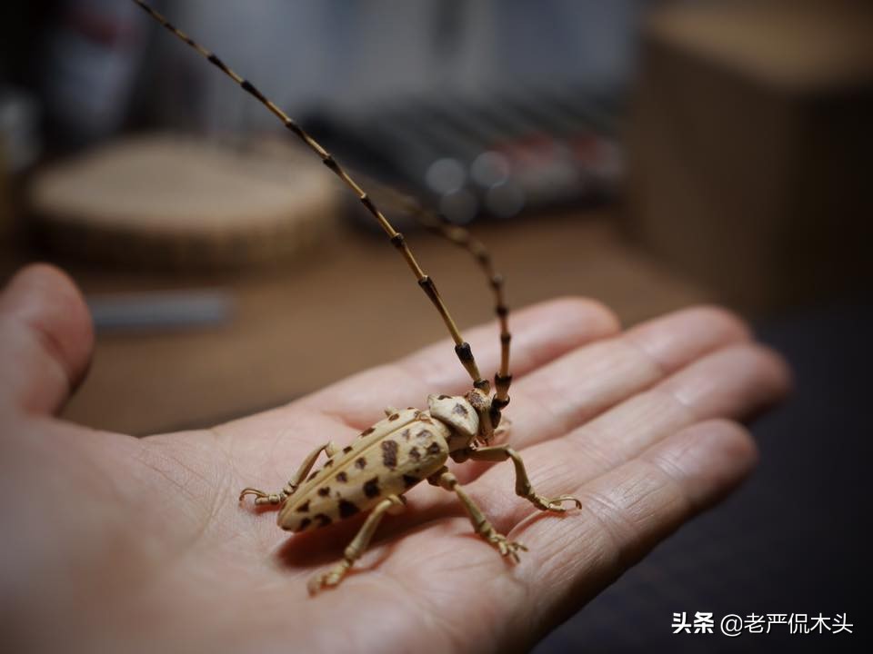 昆虫标本树脂竹节虫,昆虫标本制作竹节虫