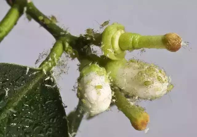 柑橘害虫及危害部位图,柑橘常见害虫高清图谱