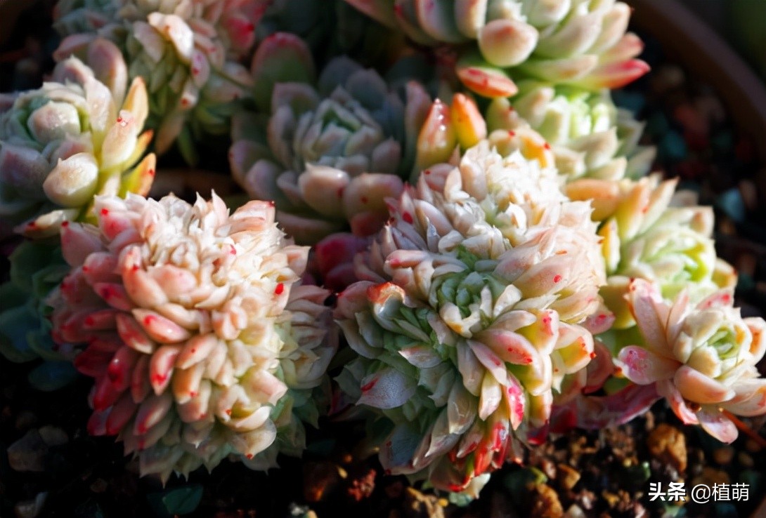 缀化的冰梅,还是头一次见到,真的很漂亮