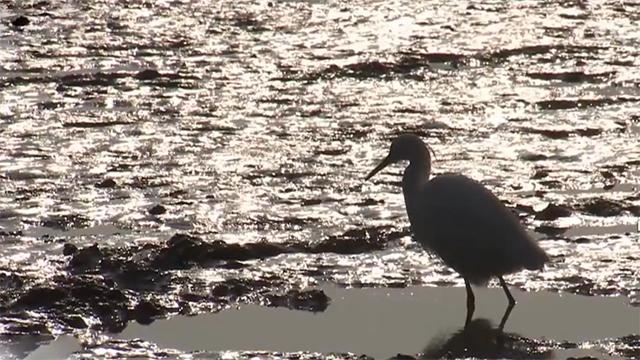 霞浦岐山村做跳跳鱼,霞浦滩涂捕捉跳跳鱼
