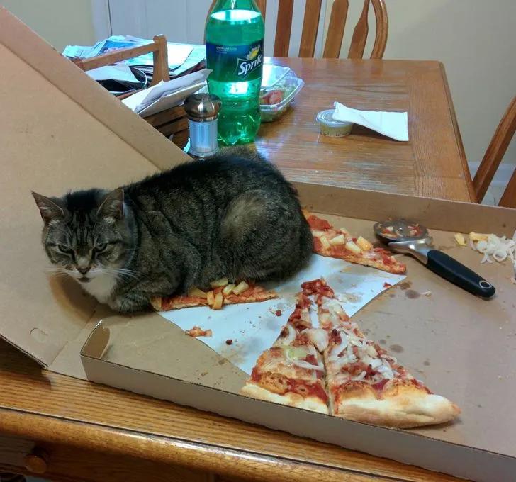 万万没想到猫咪是这样出现的,万万没想到猫