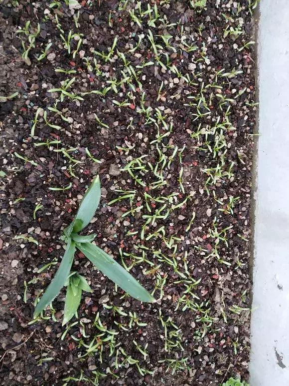 花儿养不好一定要学会这几招,花儿总是养不活