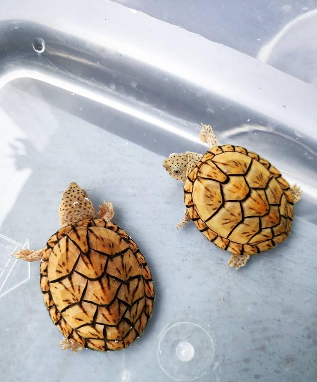 乌龟腐皮腐甲多久上一次药,乌龟腐皮腐甲一定能自愈吗