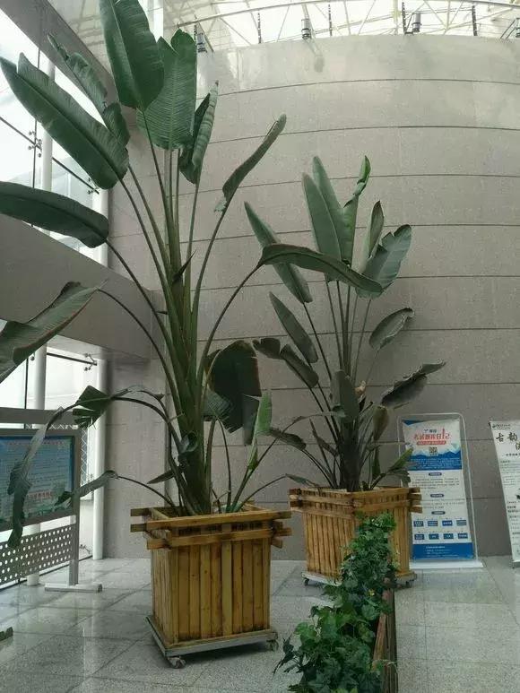 有什么花和草可以吸甲醛,家里养这2种花净化空气带来好运