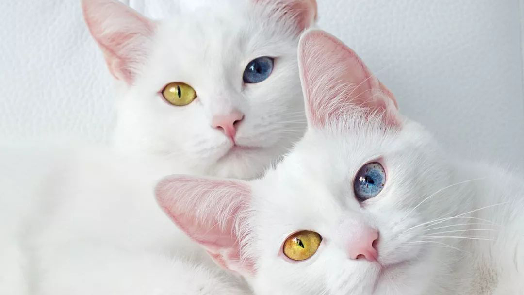 猫眼睛分泌物硬掉了怎么清理,猫眼睛分泌物怎么处理