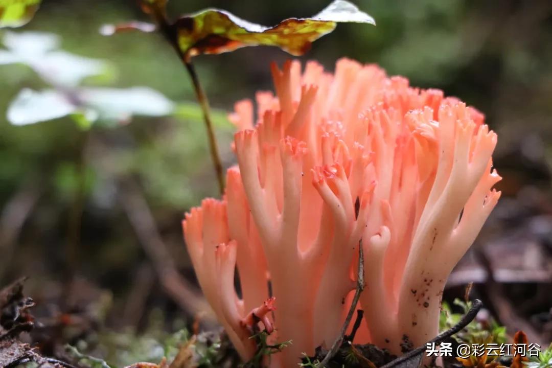 中国云南哪里好看,云南的云彩为什么好看