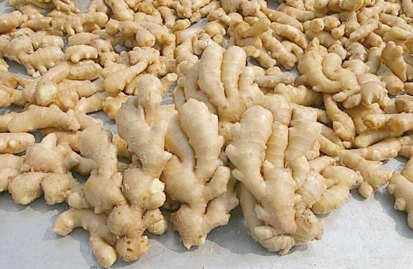 生姜开花结果的全过程,盆栽生姜的种植方法管理图片