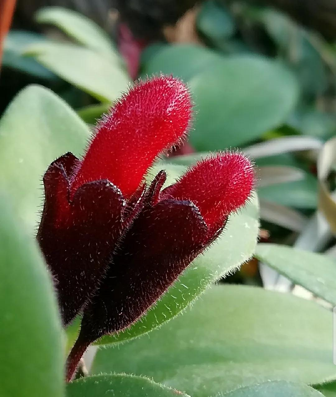 神秘变色花：一下雨就隐形又透明，芳踪难觅！和你捉迷藏的美人花