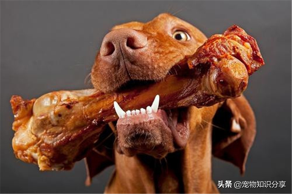 自制狗粮里加米饭好还是玉米面好,自制狗粮需要烘干吗多久可以吃