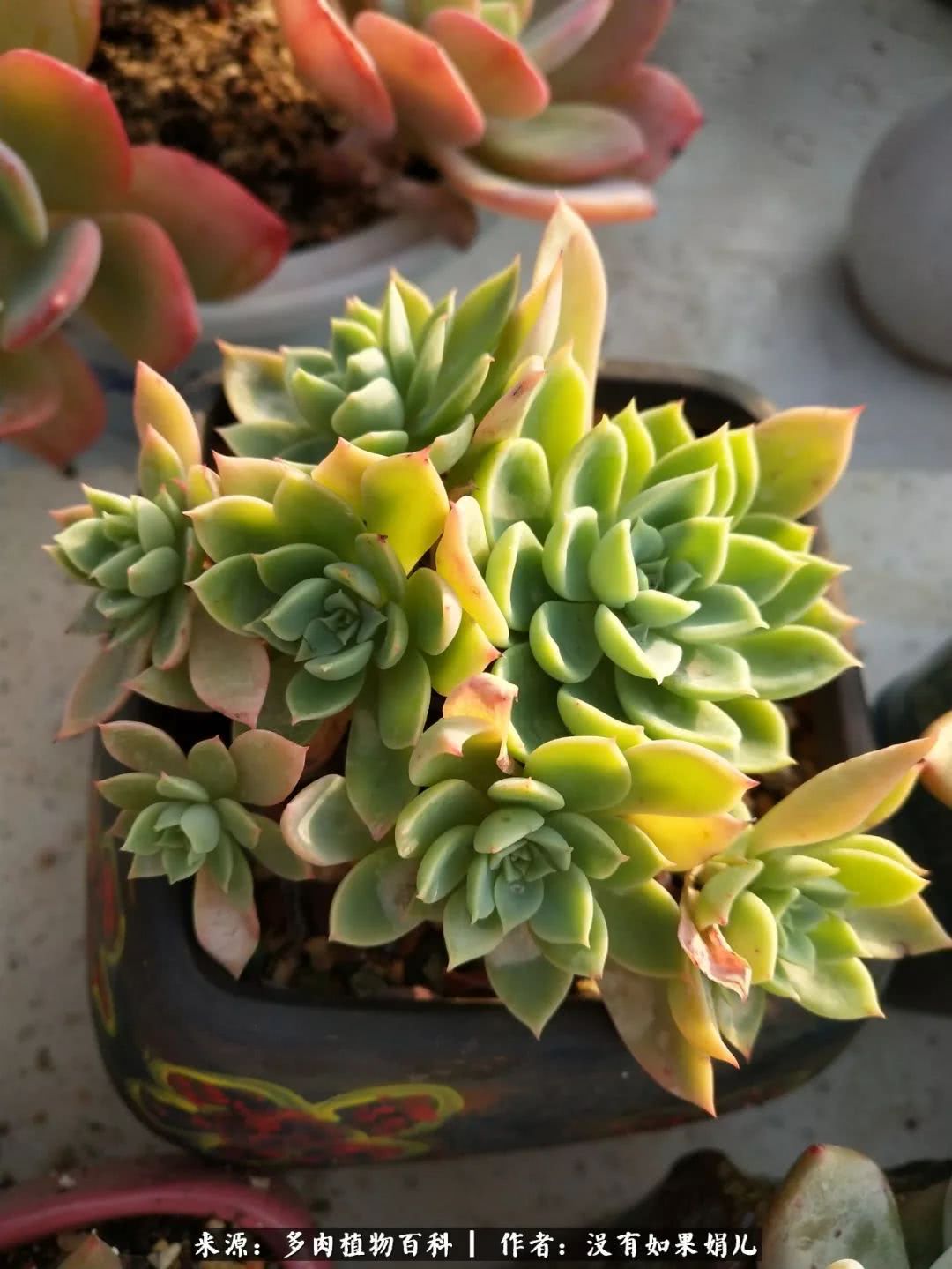 明人不说暗话，我为多肉而来！