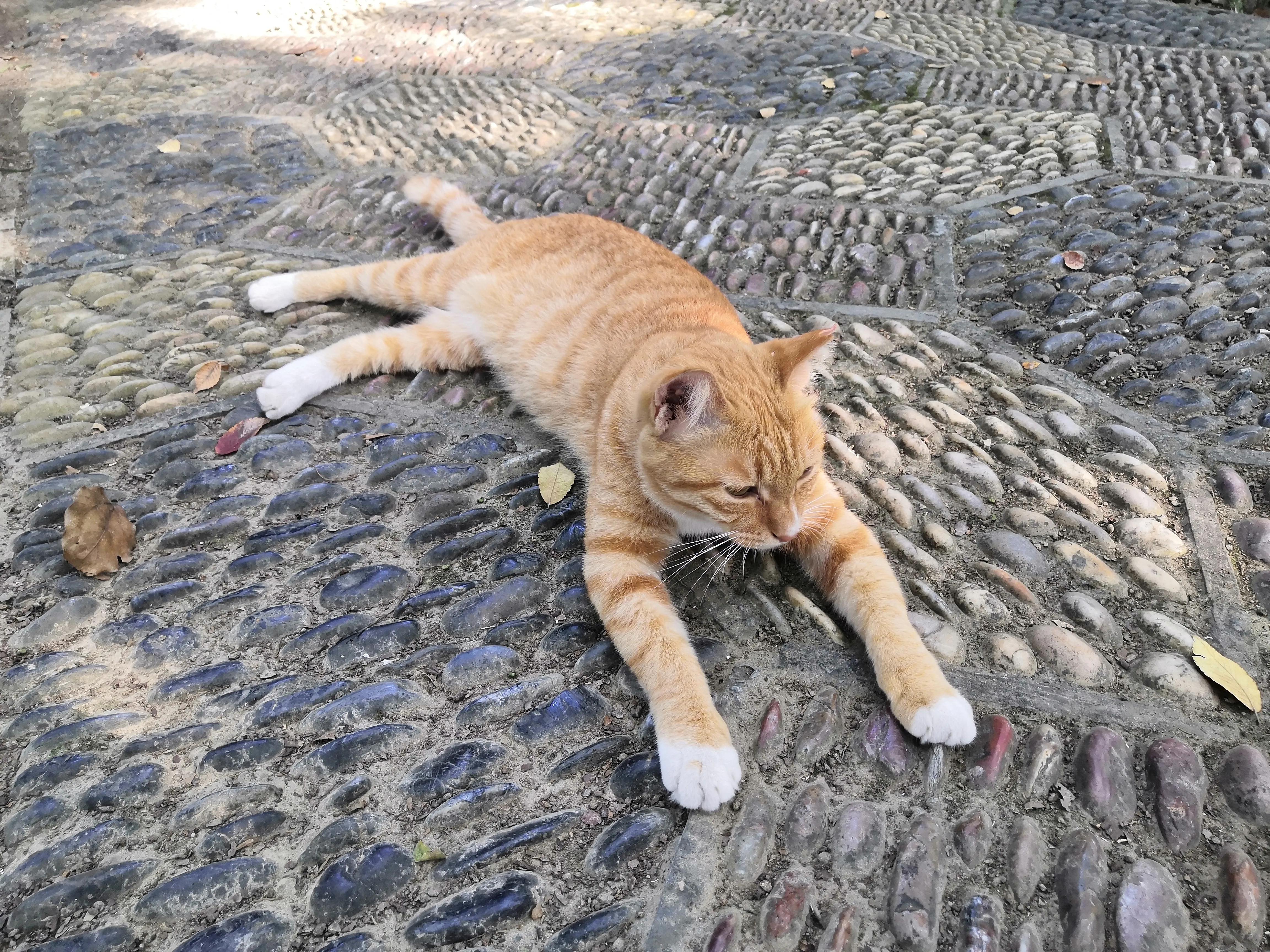 苏州西园寺值得一去吗,苏州西园寺旅游攻略