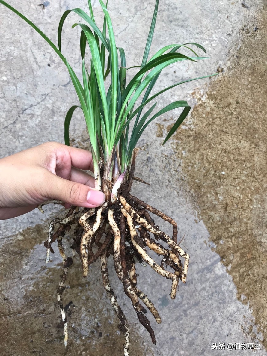 贵州兰花最好的地方在哪里,哪个地区的兰花好养