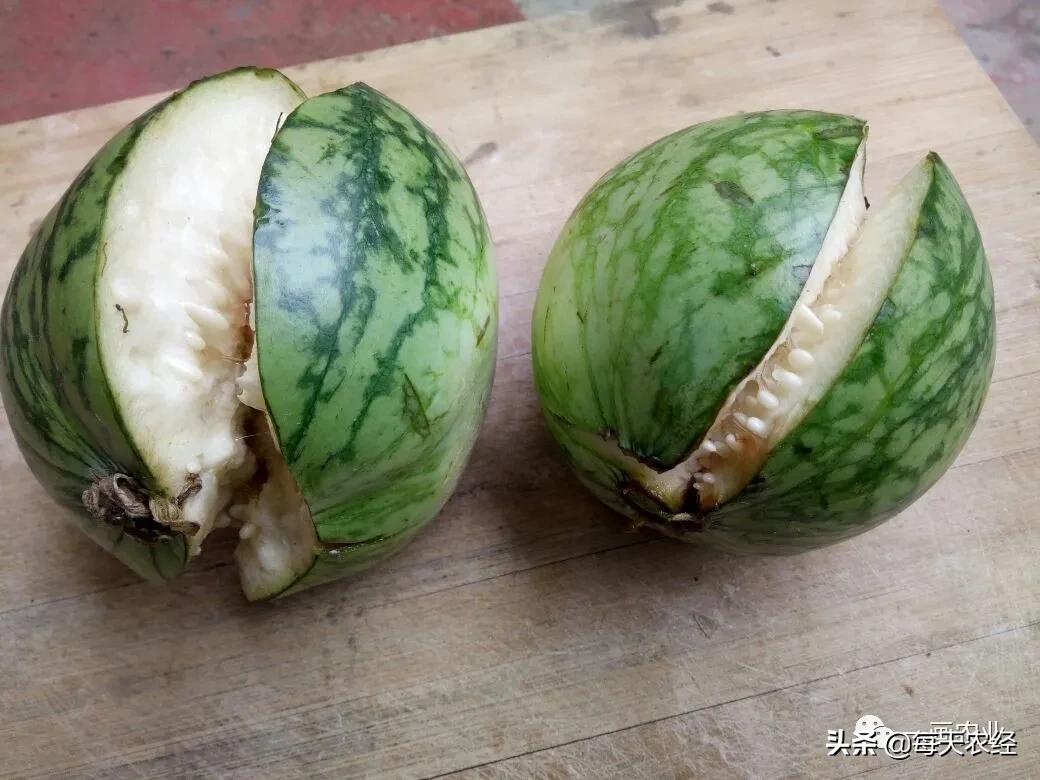 露地西瓜裂瓜的原因与防治,介绍大田西瓜裂瓜的原因怎么管理