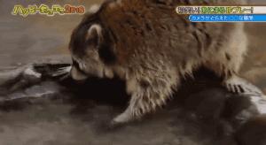 涓浗缃戞皯缇庡浗缃戞皯,涓浗缃戞皯缇庡浗