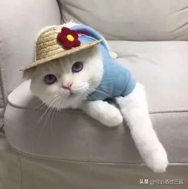 男生发“快睡吧”,回嗯嗯太low了,小野猫教你“撩爆”他哟~